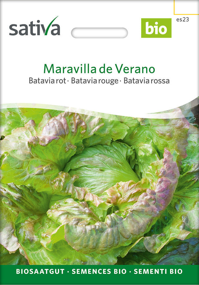 Sativa Bataviasalat rot Maravilla de Verano