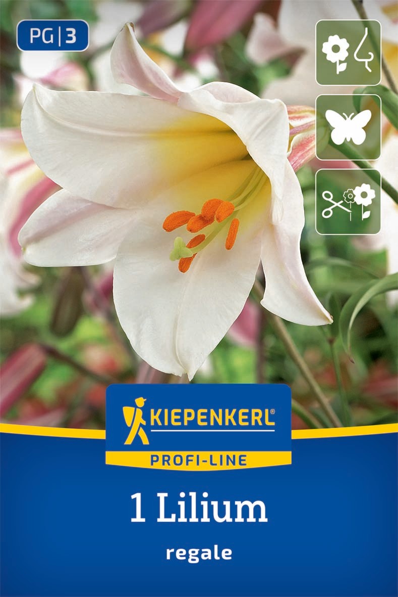Profi-Line Trompetenlilie Lilium regale