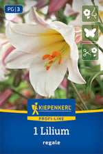 Profi-Line Trompetenlilie Lilium regale