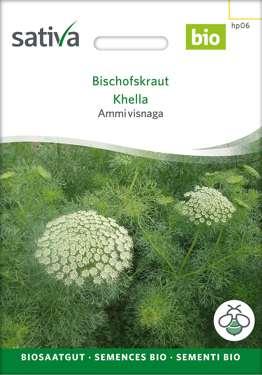 Sativa Ammi visnaga Bischofskraut