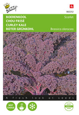 Buzzy Seeds Grünkohl Roter Krauskohl Scarlet