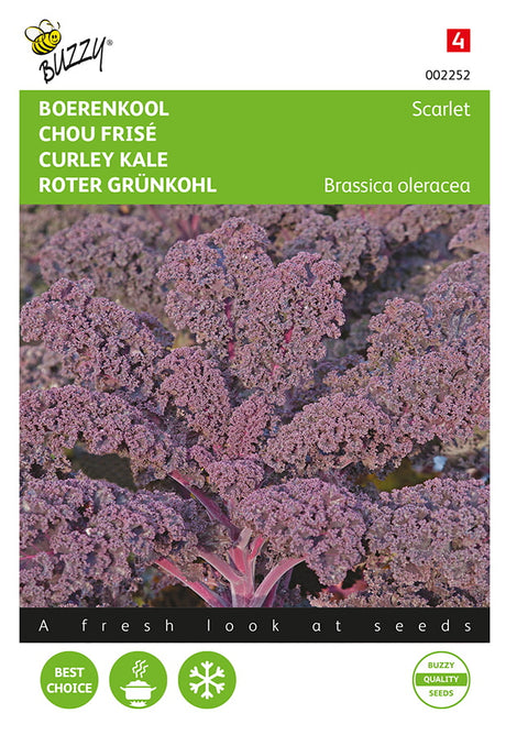 Buzzy Seeds Grünkohl Roter Krauskohl Scarlet