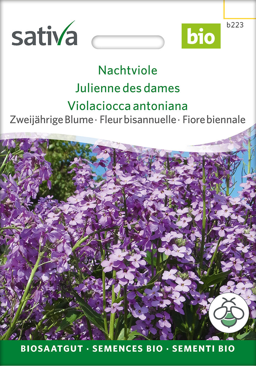 Sativa Nachtviole