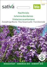 Sativa Nachtviole