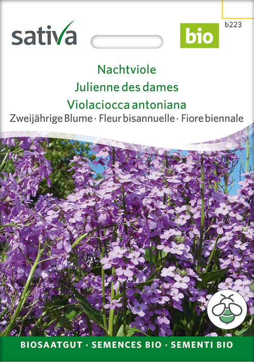 Sativa Nachtviole
