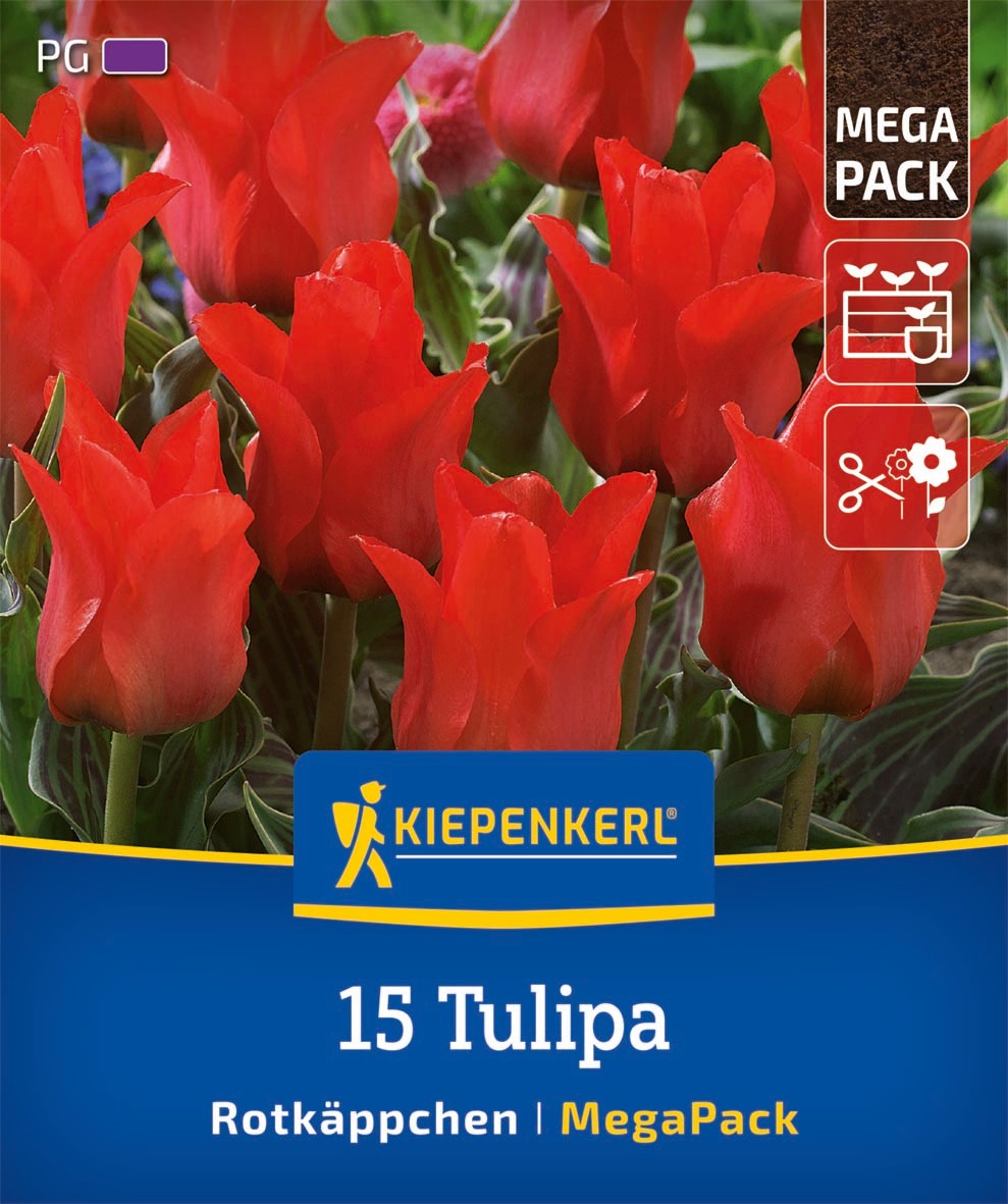 Mega-Pack Greigii-Tulpen Rotkäppchen