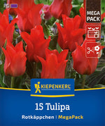 Mega-Pack Greigii-Tulpen Rotkäppchen