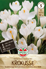 Gartenkrokus Jeanne d'Arc