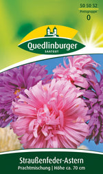Quedlinburger Straußenfeder-Aster Prachtmischung
