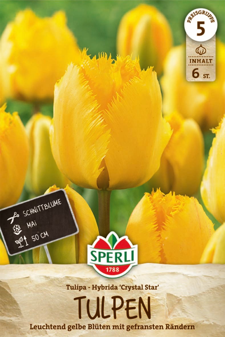 Gefranste Tulpe Crystal Star