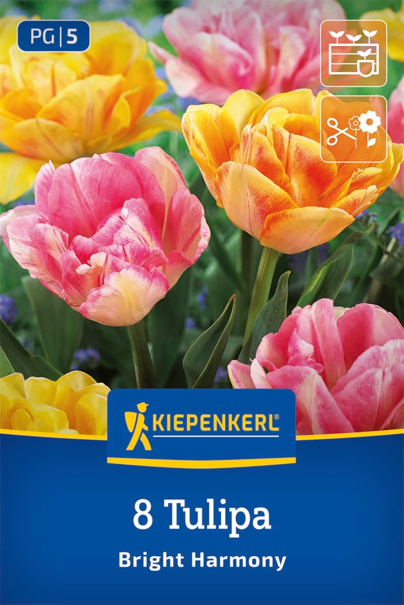 Tulpen Mix Bright Harmony