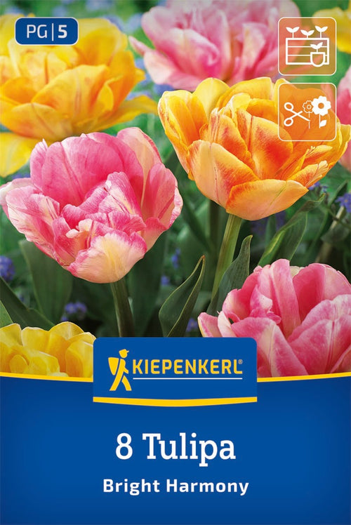 Tulpen Mix Bright Harmony