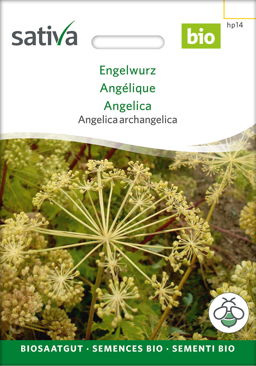 Sativa Angelica archangelica Engelwurz