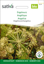 Sativa Angelica archangelica Engelwurz