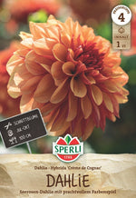 SPERLI Dahlie Dahlie Crème de Cognac