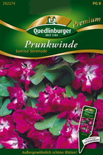 Quedlinburger Prunkwinde Sunrise Serenade