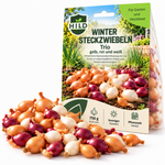 HILD Wintersteckzwiebeln Trio 750 Gramm