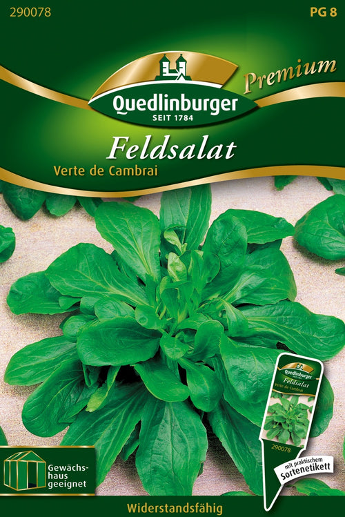 Quedlinburger Feldsalat Verte de Cambrai