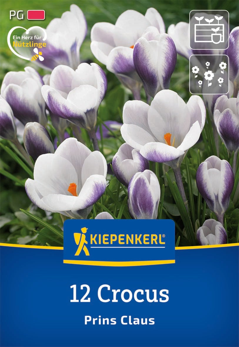 Botanischer Krokus Barr' s Purple