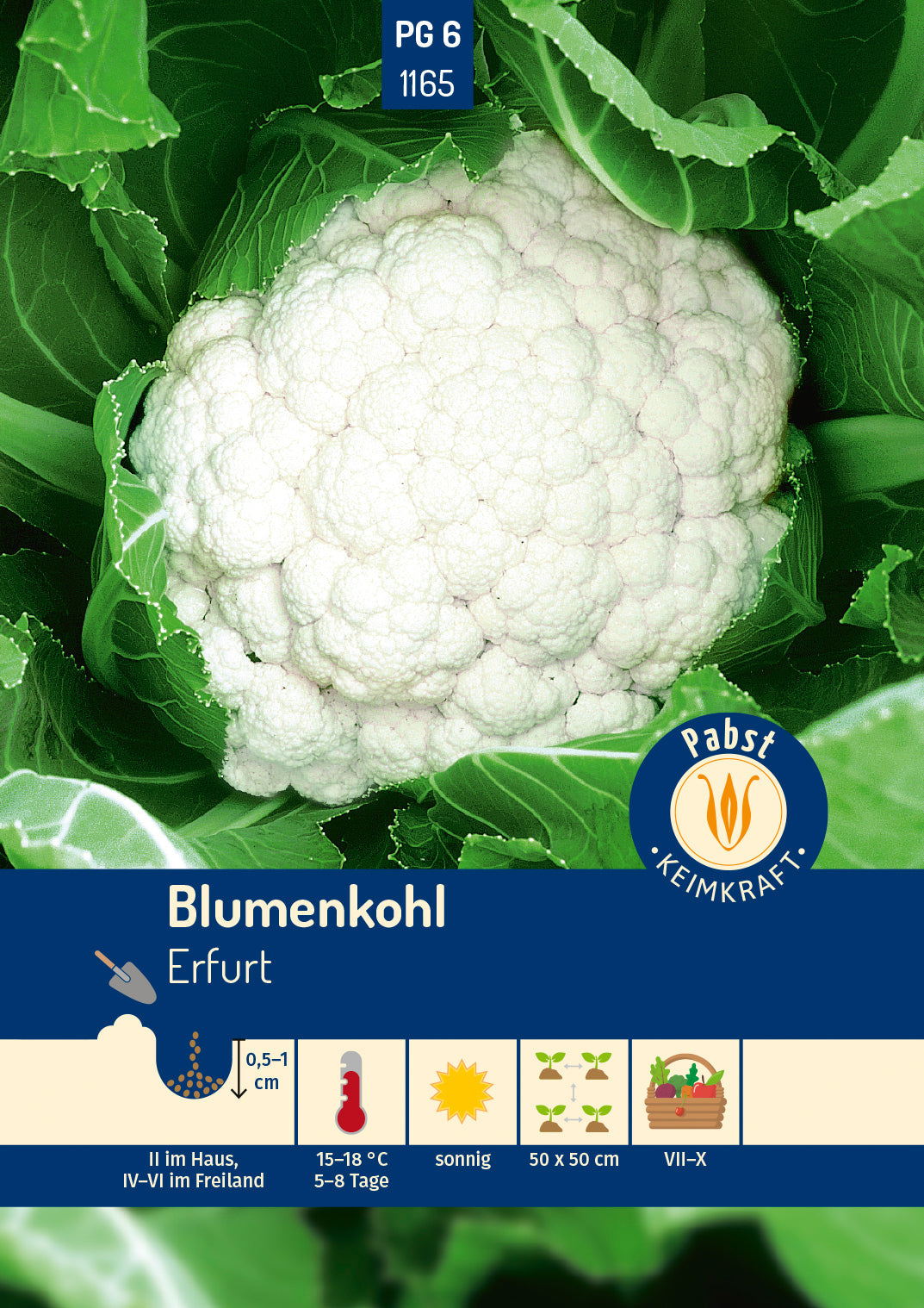 Pabst Keimkraft Blumenkohl Erfurter Zwerg