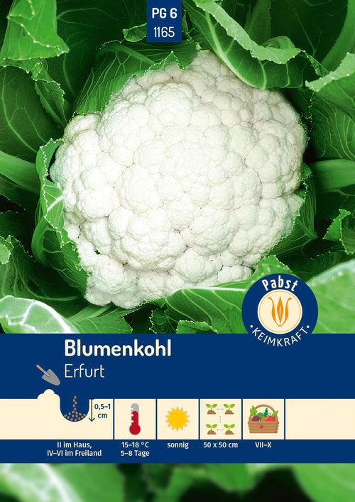 Pabst Keimkraft Blumenkohl Erfurter Zwerg