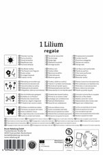 Profi-Line Trompetenlilie Lilium regale