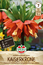 Kaiserkrone Rubra