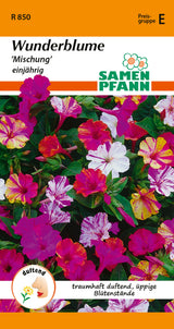 Samen Pfann Wunderblume Mischung