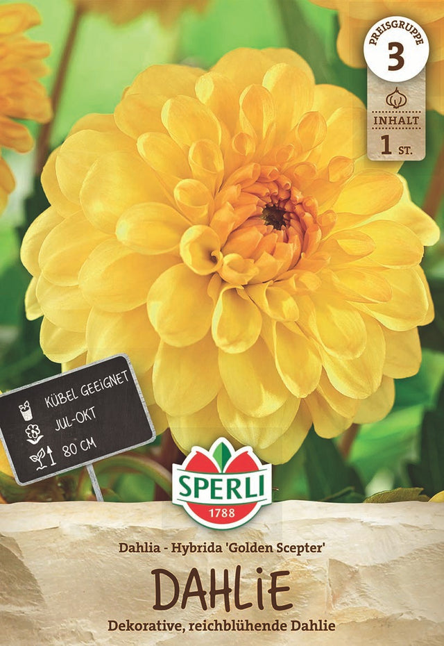 SPERLI Pompon-Dahlie Golden Scepter