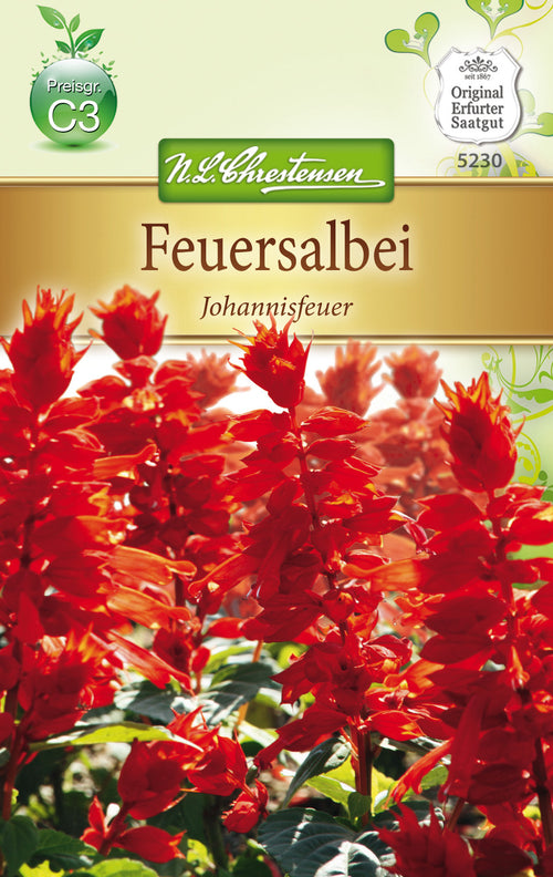N.L. Chrestensen Salvia splend. Feuersalbei, Johannisfeuer