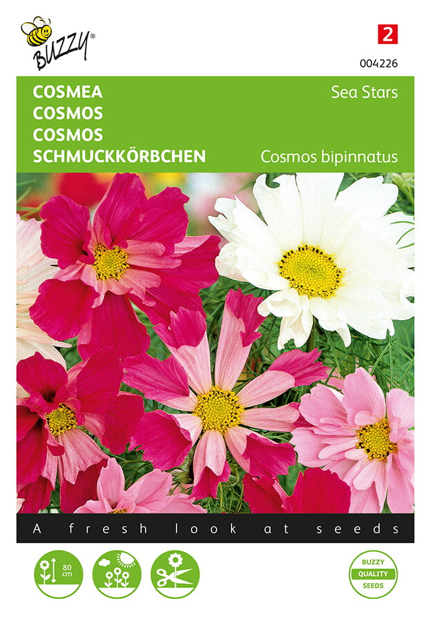 Buzzy Seeds Schmuckkörbchen Sea Star Mischung