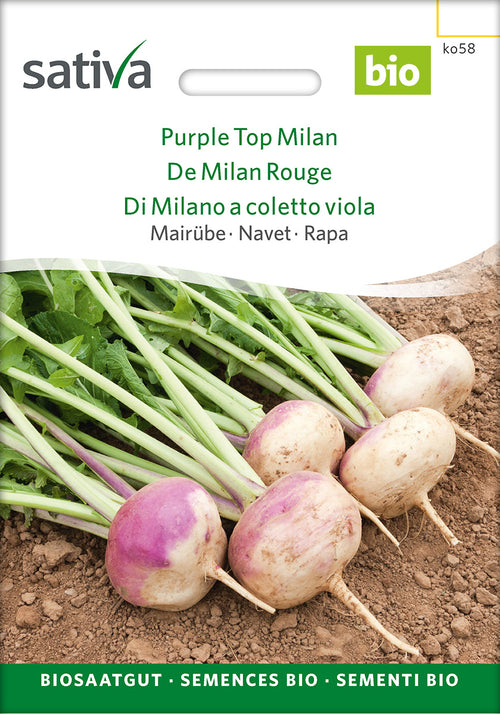 Sativa Mairübe Purple Top Milan