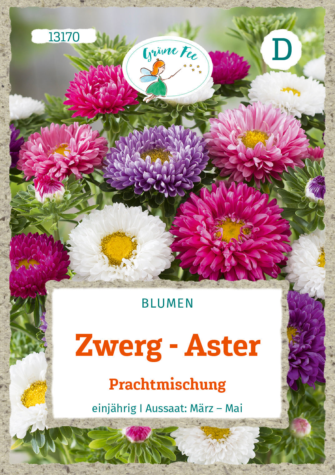 Grüne Fee Zweg-Aster Mischung