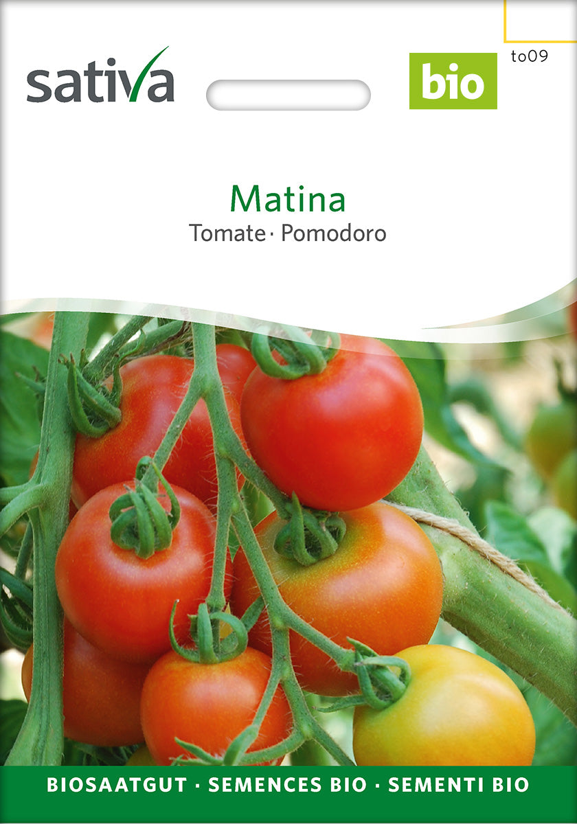 Sativa Tomate Matina