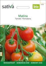 Sativa Tomate Matina