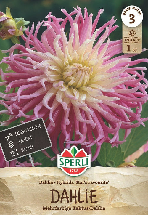 SPERLI Dahlie Stars Favourite