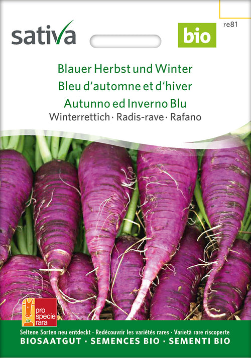 Sativa Winterrettich Blauer Herbst und Winter