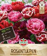 Maxi Tulpen Rosentulpen-Mischung