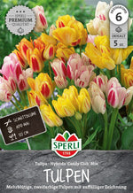 Premium Einfache Späte Tulpe Candy Club Mix