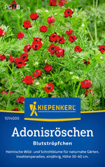 Kiepenkerl Adonisröschen Blutströpfchen