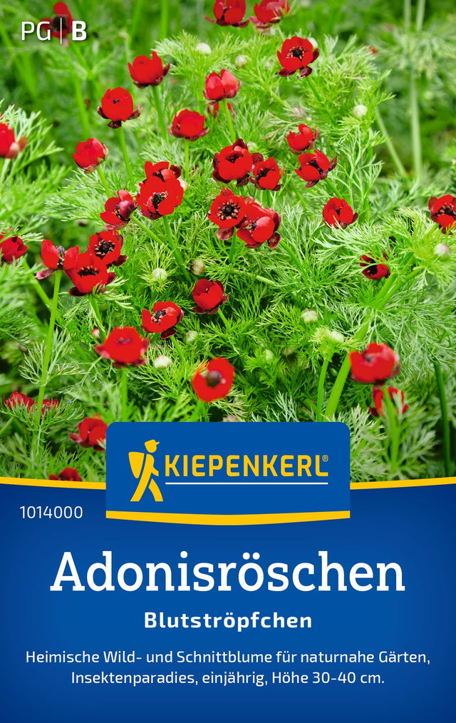 Kiepenkerl Adonisröschen Blutströpfchen