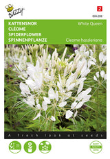 Buzzy Seeds Spinnenpflanze White Queen