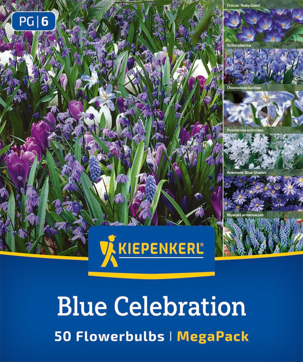 Mega Pack Blue Celebration