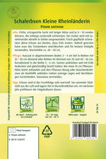 Quedlinburger Schalerbse Kleine Rheinländerin