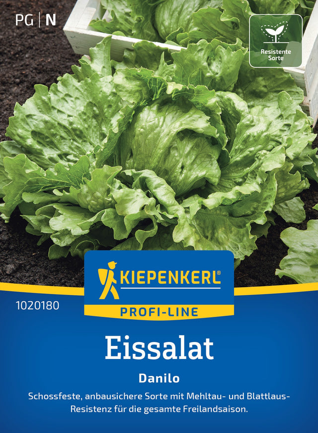 Kiepenkerl Eisbergsalat Danilo