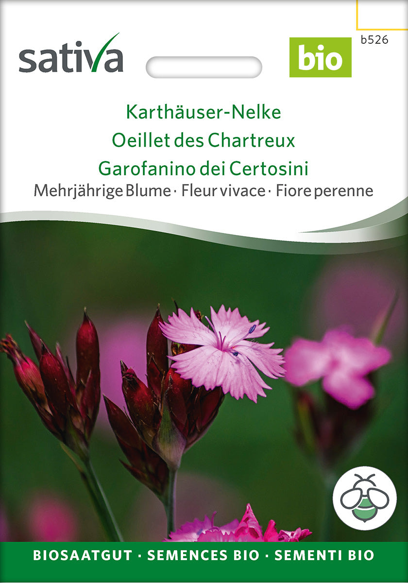 Sativa Karthäuser-Nelke
