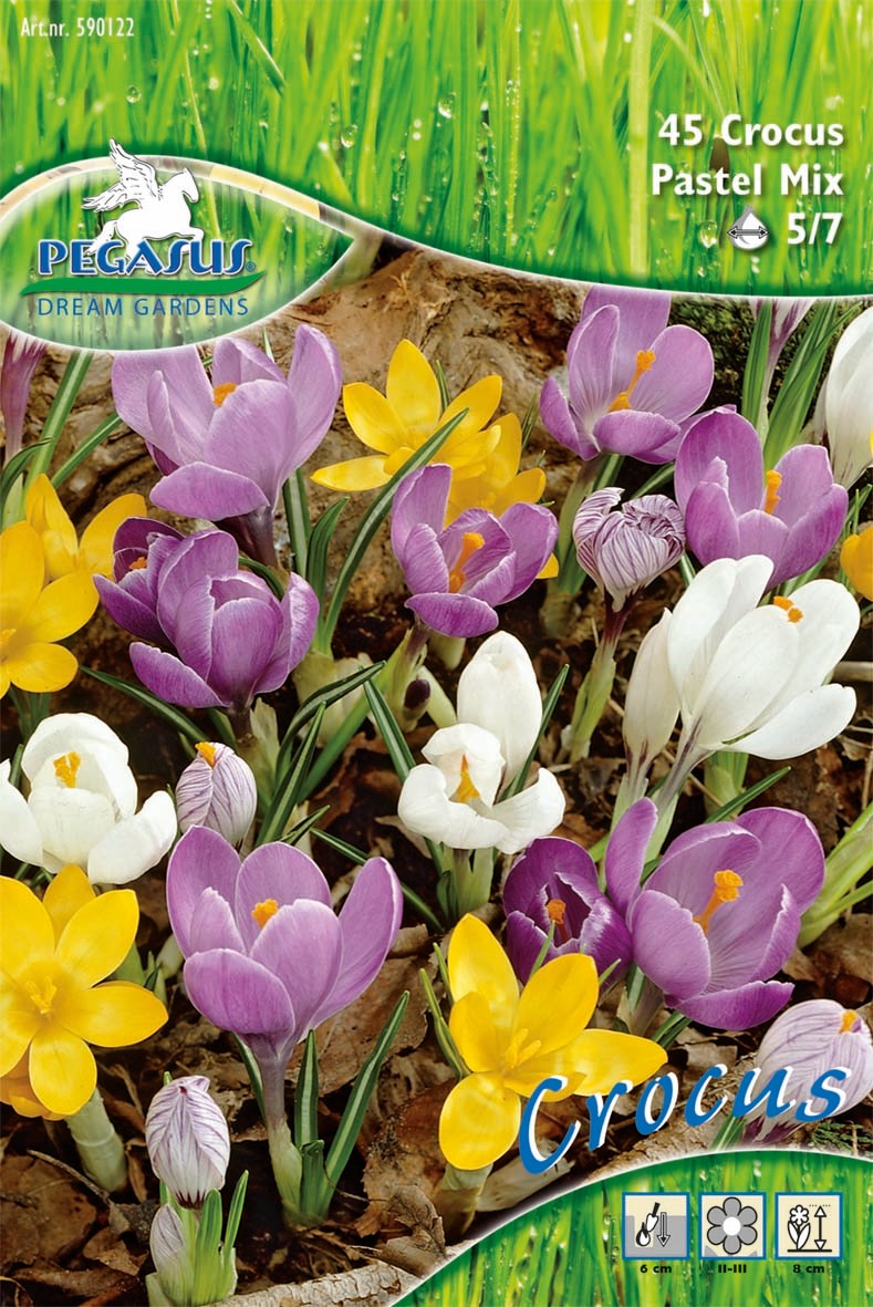 Pegasus Aktion Bot. Krokusse Pastell-Mix