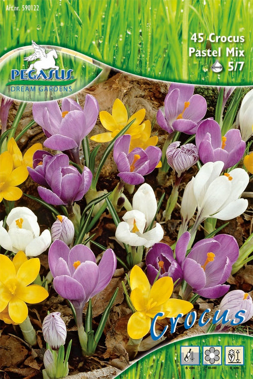 Pegasus Aktion Bot. Krokusse Pastell-Mix