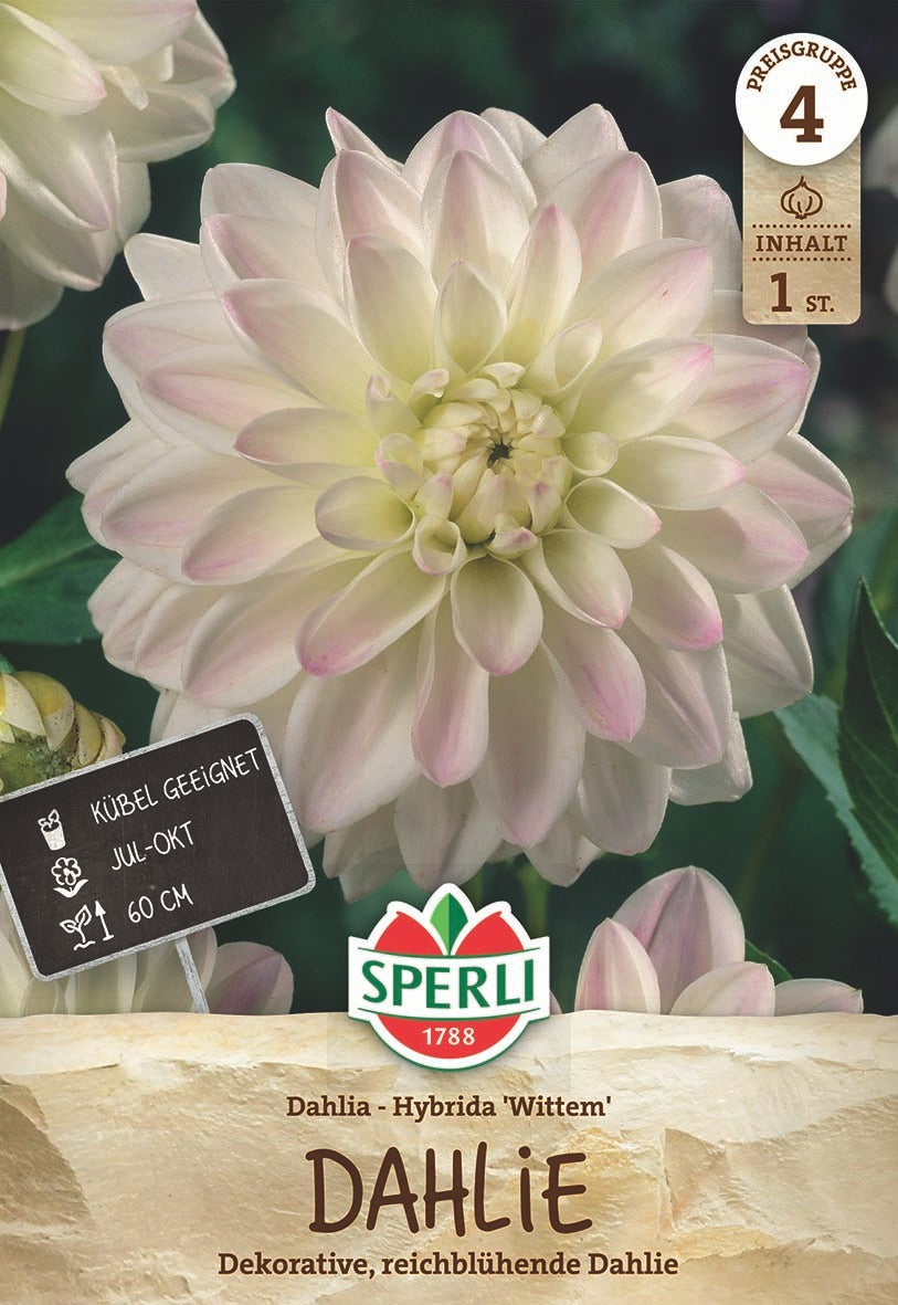 SPERLI Dahlie Wittem