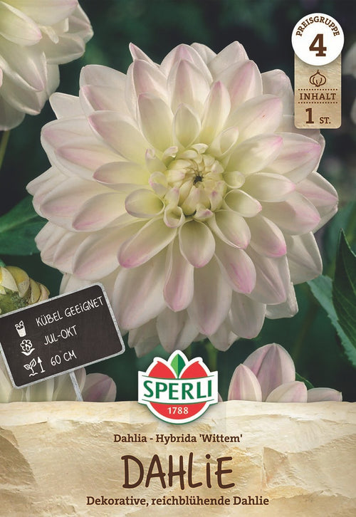 SPERLI Dahlie Wittem